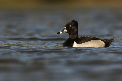 ring-necked duck 042019_MG_0531