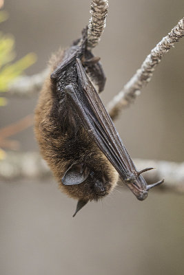 bat 052619_MG_4139