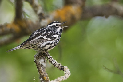 black and white warbler 060119_MG_4249