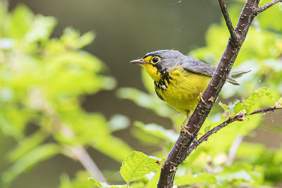 canada warbler 060119_MG_4269