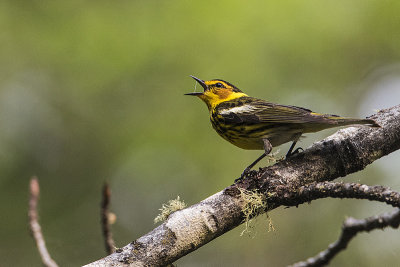 cape may warbler 060119_MG_4574