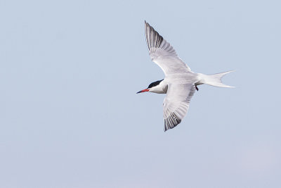 common tern 060219_MG_5292