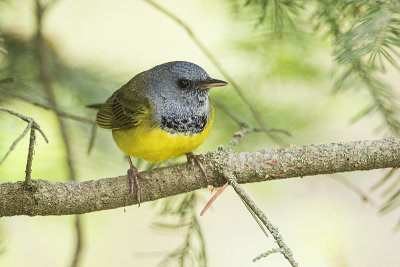 mourning warbler 060219_MG_4757