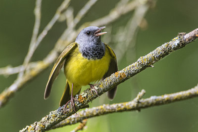 mourning warbler 060219_MG_4856