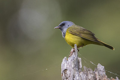 mourning warbler 060219_MG_4955