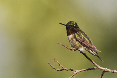 ruby-throated hummingbird 060219_MG_5395