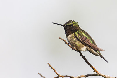 ruby-throated hummingbird 060219_MG_5499