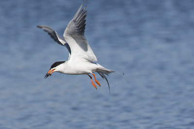 forster's tern 060319_MG_5605