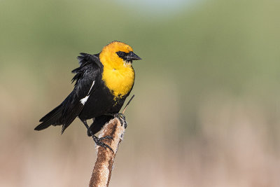 yellow-headed blackbird 060319_MG5840