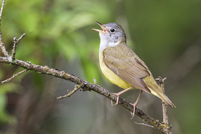 connecticut warbler 062319_MG_6517