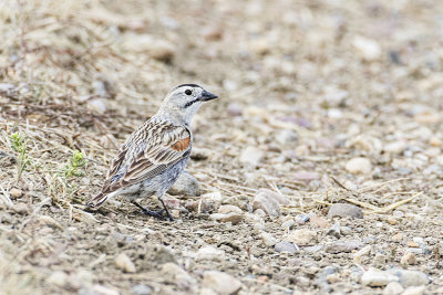 mccowns longspur 061619_MG_6181