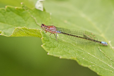 plains forktail 062919_MG_6805