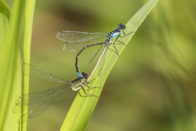 plains forktail 062919_MG_6855