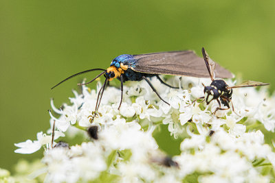 irginia ctenucha 062919_MG_6599