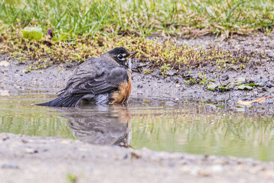 american robin 092819_MG_2180