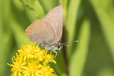 coral hairstreak 080519_MG_0553