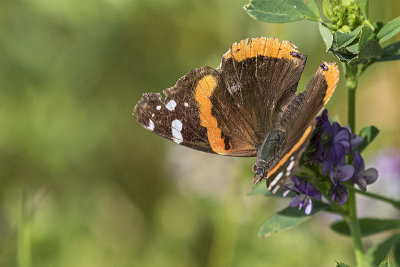 red admiral 071319_MG_7582