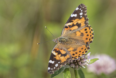 painted lady 071319_MG_7559