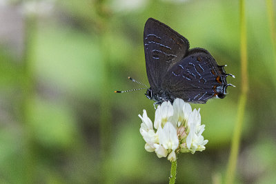 striped hairstreak 071419_MG_7846