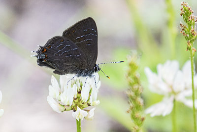 striped hairstreak 071419_MG_7859