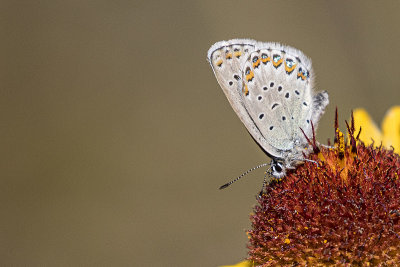 Northern Blue 072119_MG_8674