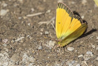 Christina’s Sulphur 072119_MG_8995