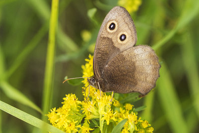 Common Wood-Nymph 072819_MG_9295