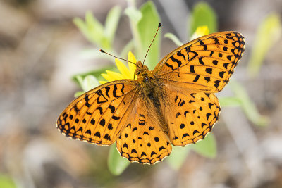 butterfly 072819_MG_9337
