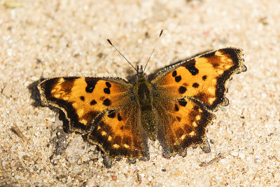 butterfly 072819_MG_9472