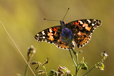 painted lady 090219_MG_1876