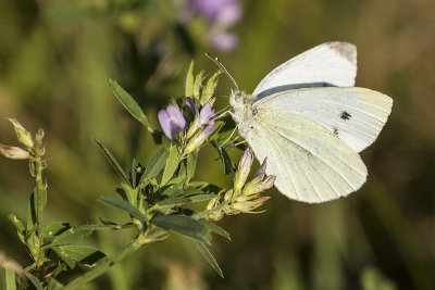 butterfly 090219_MG_1969