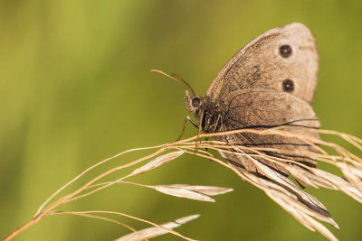 butterfly 090219_MG_1993