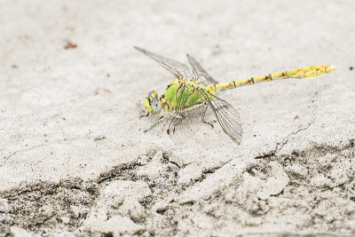 pale snaketail 070719_MG_7220