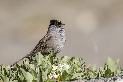 golden-crowned sparrow 072119_MG_8331