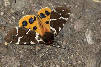 moth 080319_MG_9834