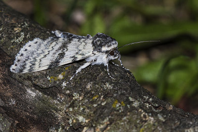 moth 080319_MG_9760