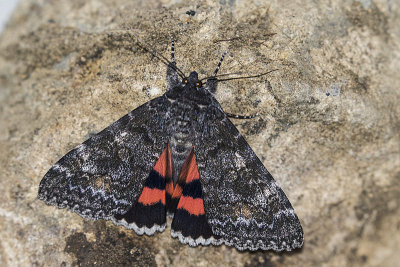 moth 080419_MG_9907