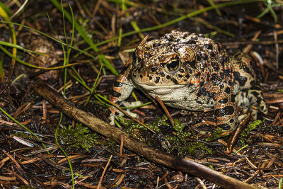 toad 083119_MG_1594