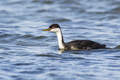 western grebe 100619_MG_2324