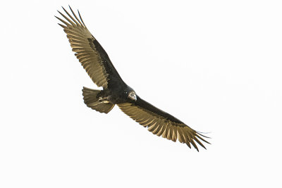 turkey vulture 090119_MG_1851
