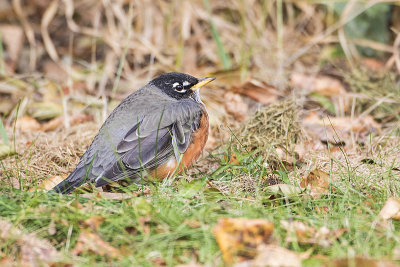 merican robin 110119_MG_6310