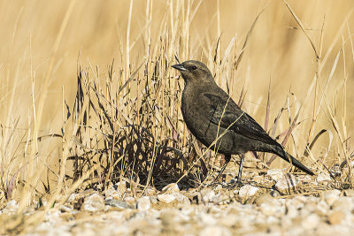 brewers blackbird 101919_MG_4157