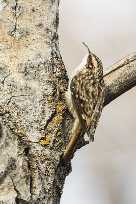 brown creeper 110119_MG_6417