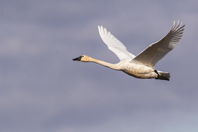 tundra swan 102019_MG_4173