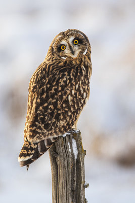 short-eared owl 111019_MG_6807
