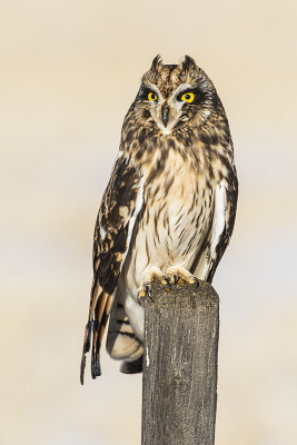short-eared owl 113019_MG_8199