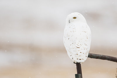 snowy owl 112919_MG_7921