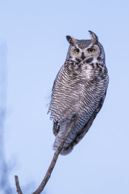 great horned owl 013020_MG_0250