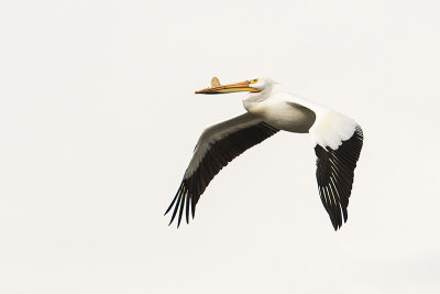 american white pelican 051820_MG_7109 