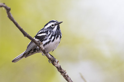 black-and-white warbler 051720_MG_6123 